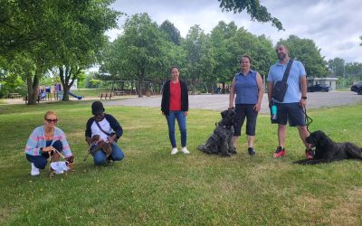 Une marche en compagnie de nos canins